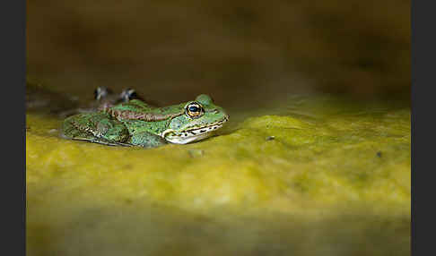 Kreta-Wasserfrosch (Pelophylax cretensis)