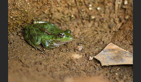 Kreta-Wasserfrosch (Pelophylax cretensis)