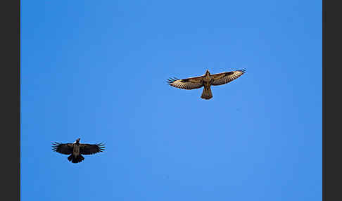 Mäusebussard (Buteo buteo)