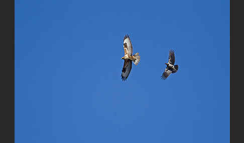 Mäusebussard (Buteo buteo)