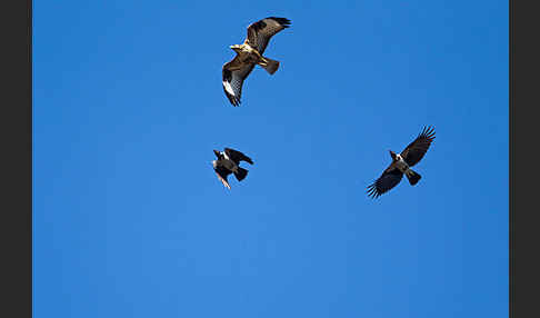 Mäusebussard (Buteo buteo)