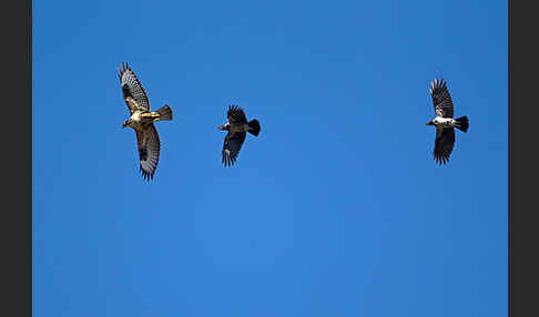 Mäusebussard (Buteo buteo)