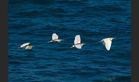 Rallenreiher (Ardeola ralloides)