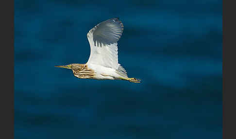 Rallenreiher (Ardeola ralloides)