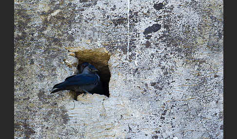 Dohle (Corvus monedula)