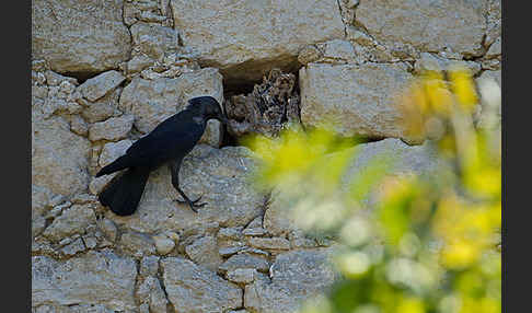 Dohle (Corvus monedula)