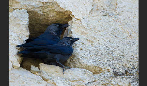 Dohle (Corvus monedula)