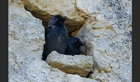 Dohle (Corvus monedula)