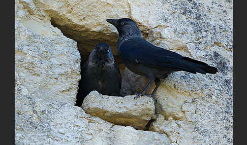 Dohle (Corvus monedula)