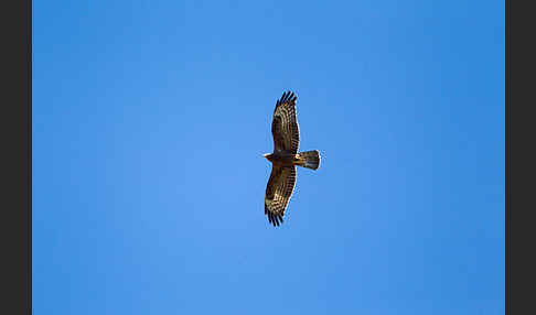 Wespenbussard (Pernis apivorus)