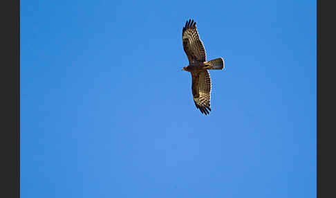 Wespenbussard (Pernis apivorus)