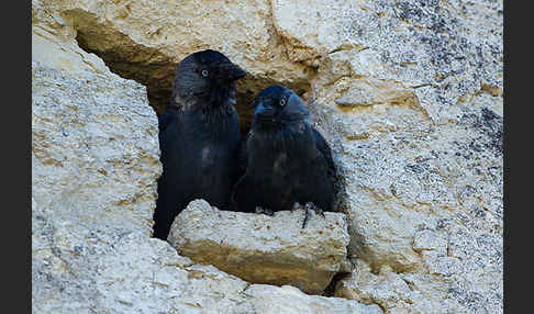 Dohle (Corvus monedula)