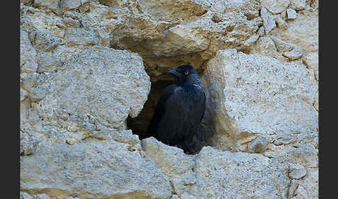 Dohle (Corvus monedula)