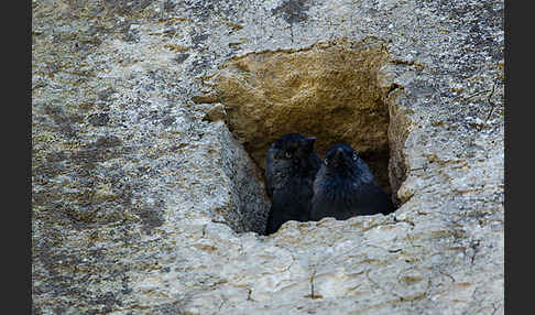 Dohle (Corvus monedula)