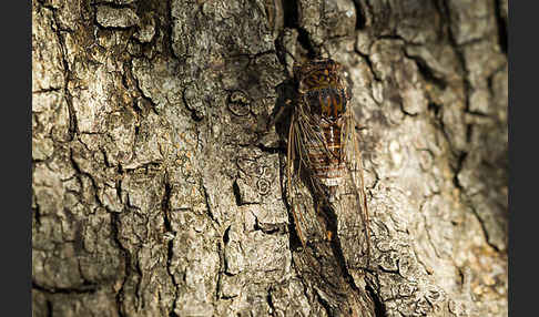 Mannasingzikade (Cicada orni)