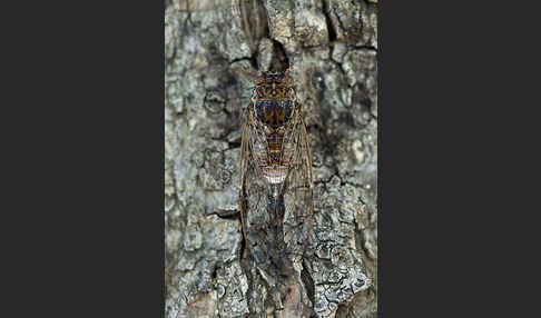 Mannasingzikade (Cicada orni)