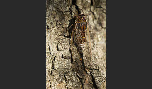 Mannasingzikade (Cicada orni)