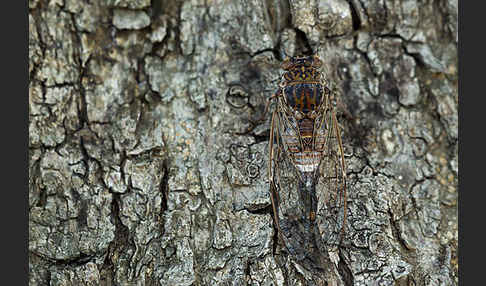 Mannasingzikade (Cicada orni)