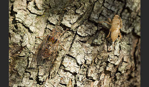 Mannasingzikade (Cicada orni)