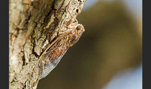 Mannasingzikade (Cicada orni)