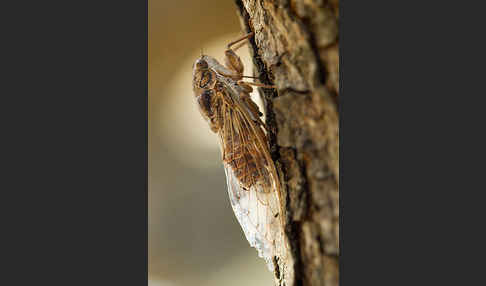 Mannasingzikade (Cicada orni)