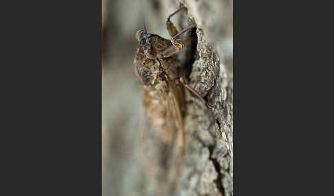 Mannasingzikade (Cicada orni)