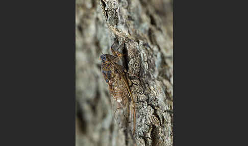 Mannasingzikade (Cicada orni)