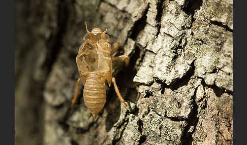 Mannasingzikade (Cicada orni)