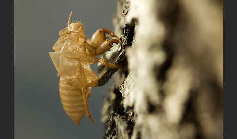 Mannasingzikade (Cicada orni)