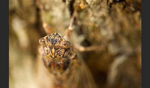 Mannasingzikade (Cicada orni)