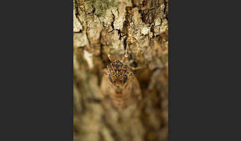 Mannasingzikade (Cicada orni)