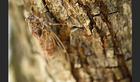 Mannasingzikade (Cicada orni)