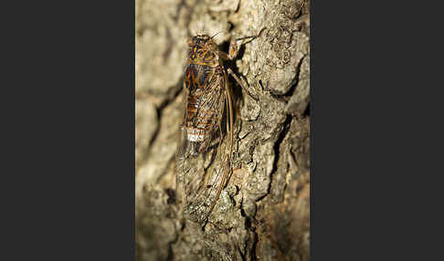 Mannasingzikade (Cicada orni)