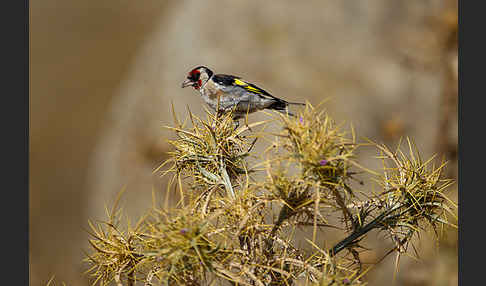 Stieglitz (Carduelis carduelis)