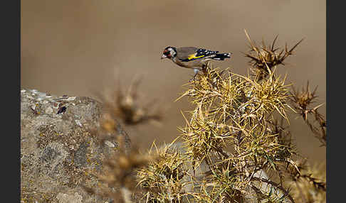 Stieglitz (Carduelis carduelis)