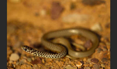 Balkan-Zornnatter (Hierophis gemonensis)