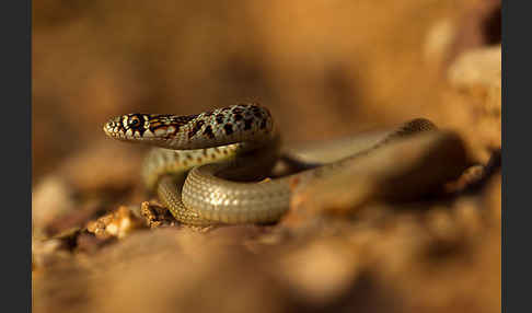 Balkan-Zornnatter (Hierophis gemonensis)