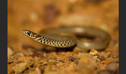 Balkan-Zornnatter (Hierophis gemonensis)