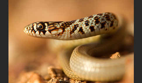 Balkan-Zornnatter (Hierophis gemonensis)