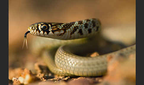 Balkan-Zornnatter (Hierophis gemonensis)