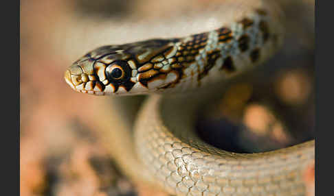 Balkan-Zornnatter (Hierophis gemonensis)