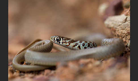 Balkan-Zornnatter (Hierophis gemonensis)