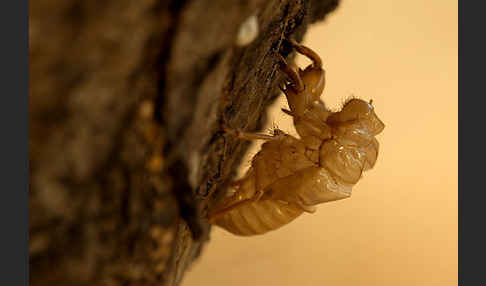 Mannasingzikade (Cicada orni)