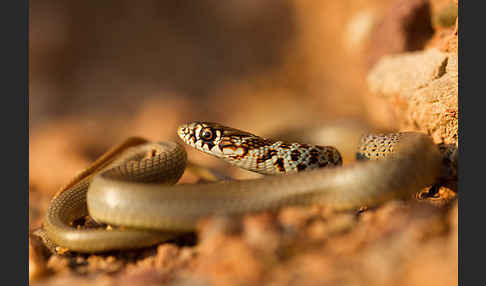 Balkan-Zornnatter (Hierophis gemonensis)