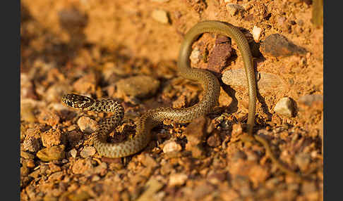 Balkan-Zornnatter (Hierophis gemonensis)