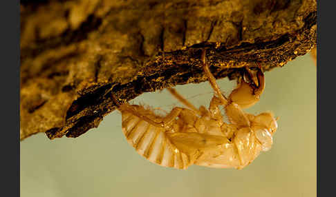 Mannasingzikade (Cicada orni)