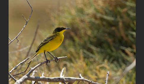 Maskenstelze (Motacilla flava feldegg)