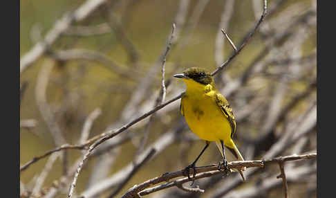 Maskenstelze (Motacilla flava feldegg)