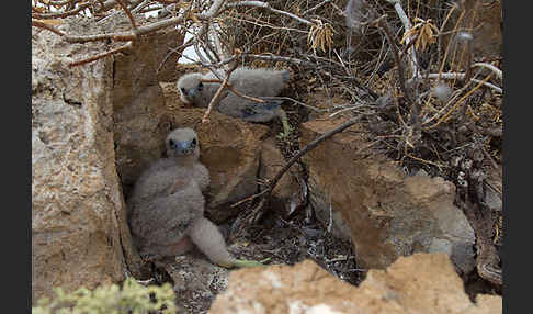 Eleonorenfalke (Falco eleonorae)