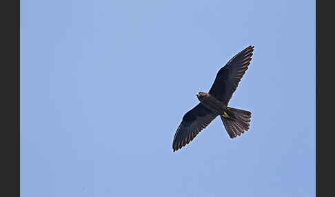 Eleonorenfalke (Falco eleonorae)